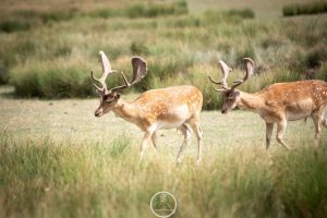 Les daims dans la prairie