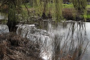 Eau paisible (3)