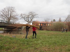 Chantier de bouture de saule