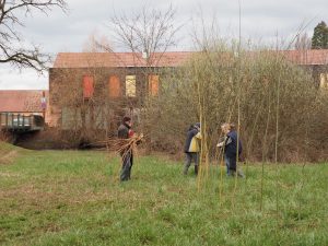 Chantier de bouture de saule