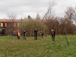 Chantier de bouture de saule