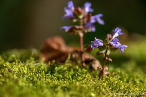 sortie botanique