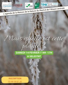 Affiche mais quelle est cette plante ?