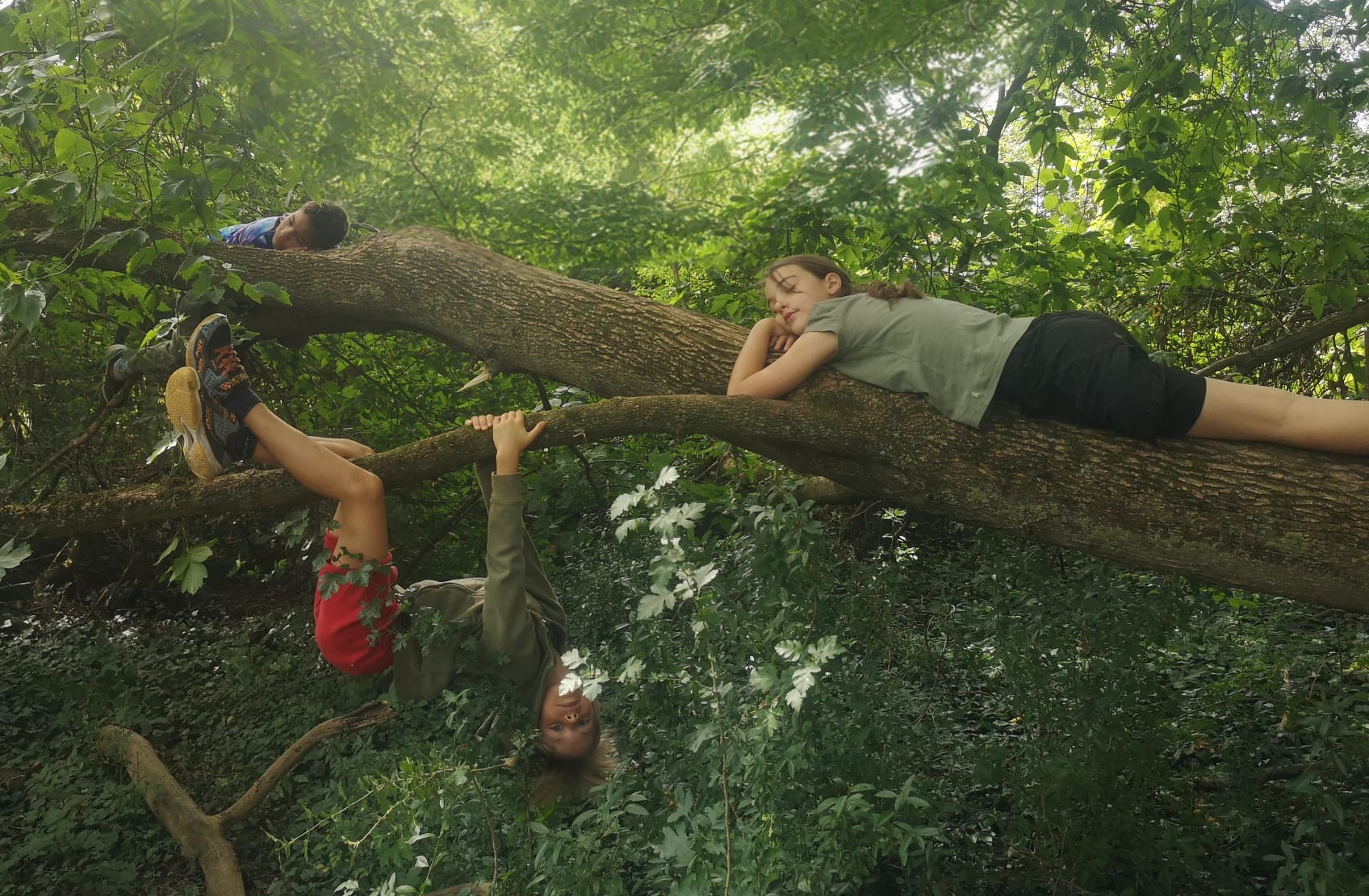 enfants dans un arbre