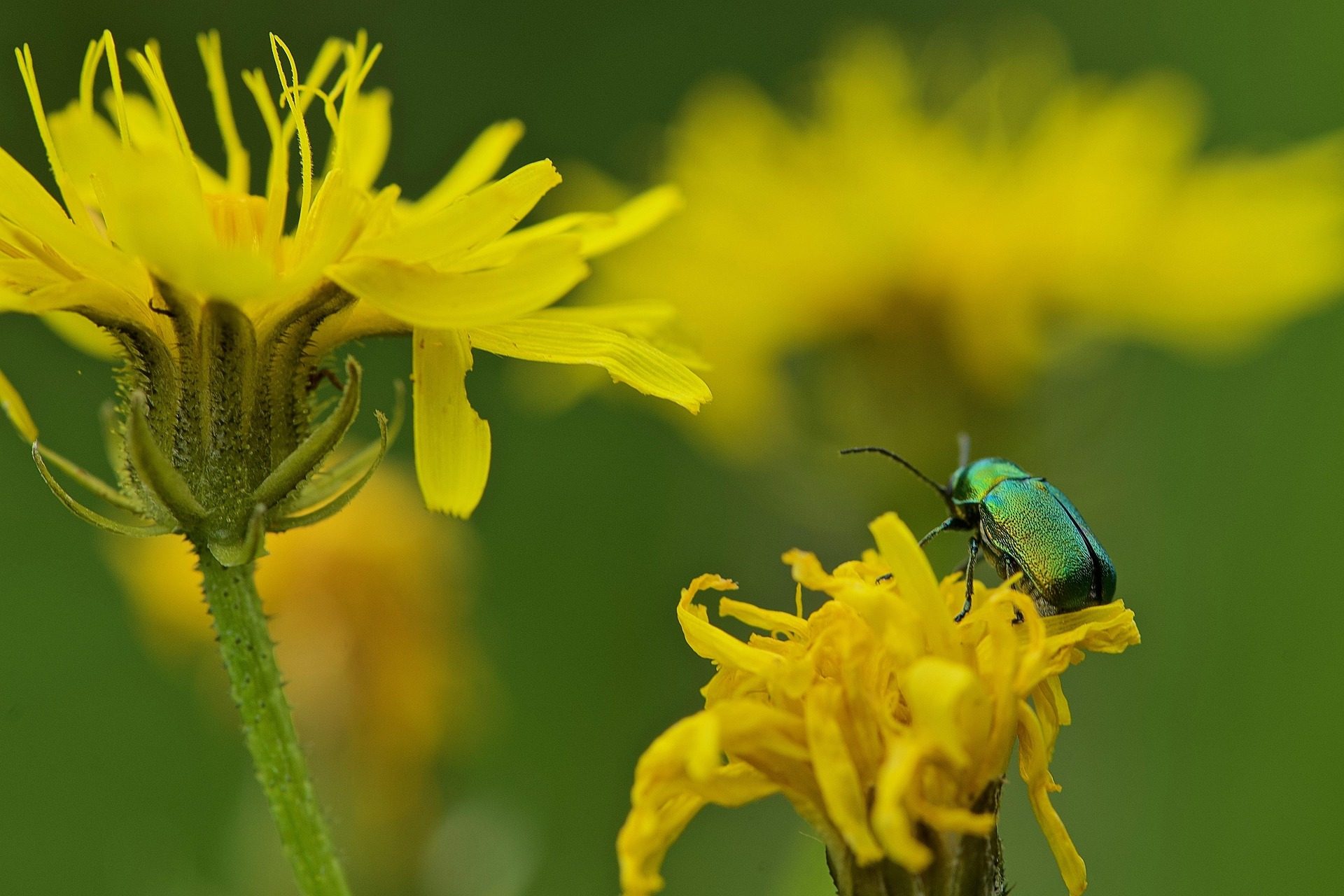 « Petites bêtes » accueil de loisirs du 20 au 24 avril 2026